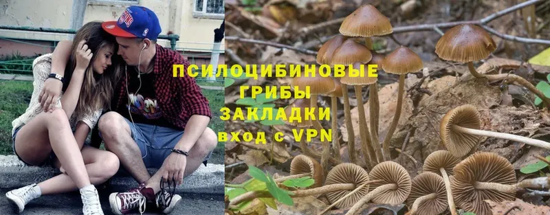 Псилоцибиновые грибы Psilocybe  Лобня 